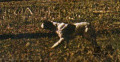 Pedigree CELO DELLA BARAGGIA Pedigree CELO DELLA BARAGGIA